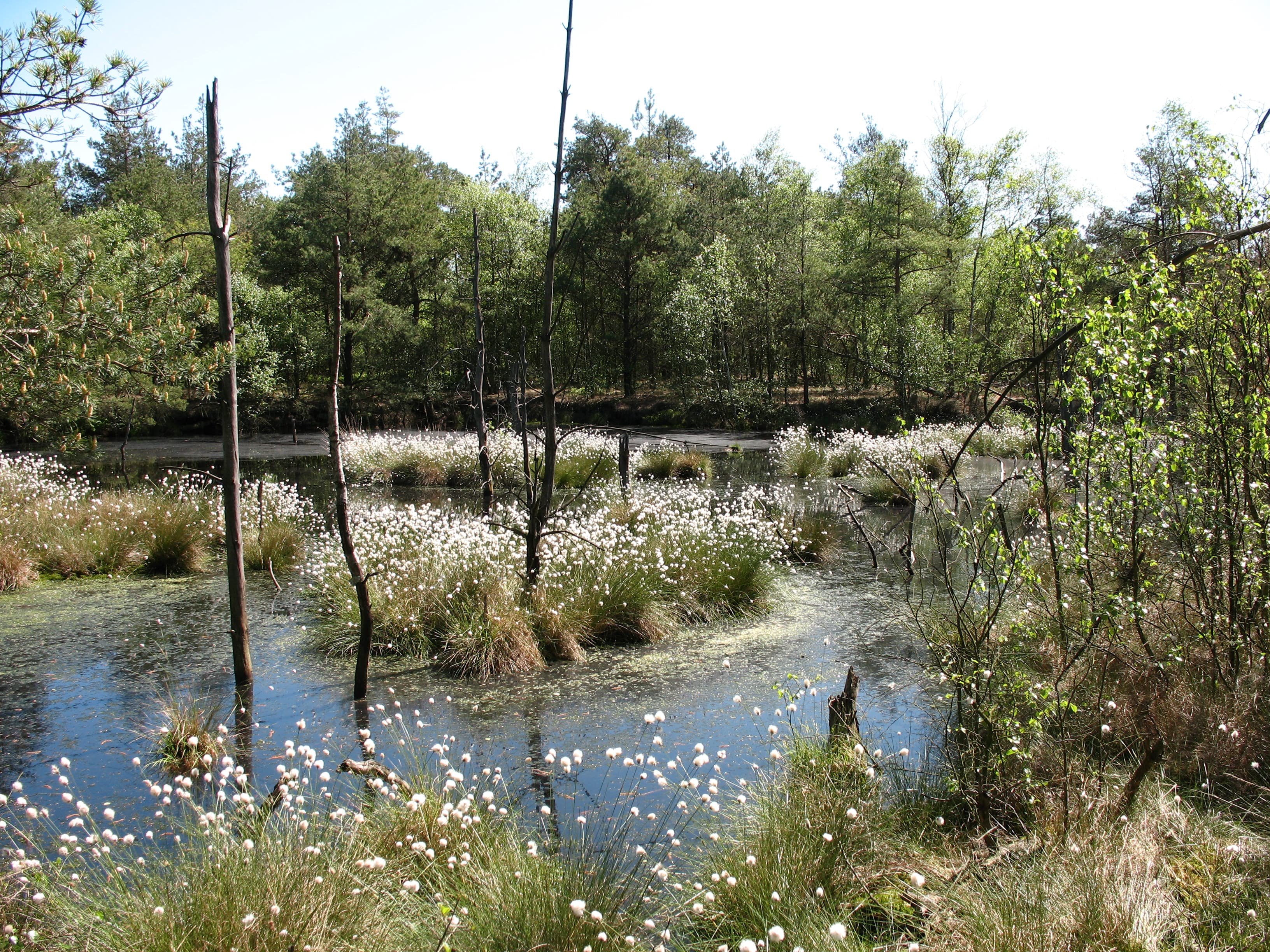 Wollgras im Pietzmoor bei Schneverdingen Wandern Freudenthalweg Rundwanderweg