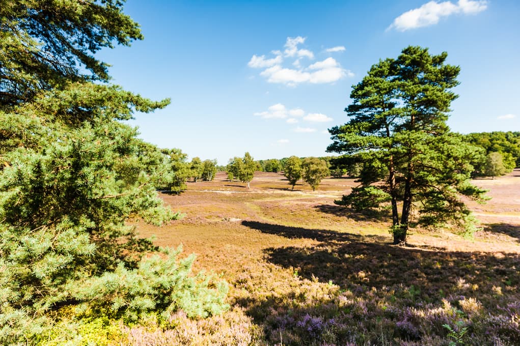 Wandern auf dem Heidschnuckenweg in der Fischbeker Heide bei Sonnenschein