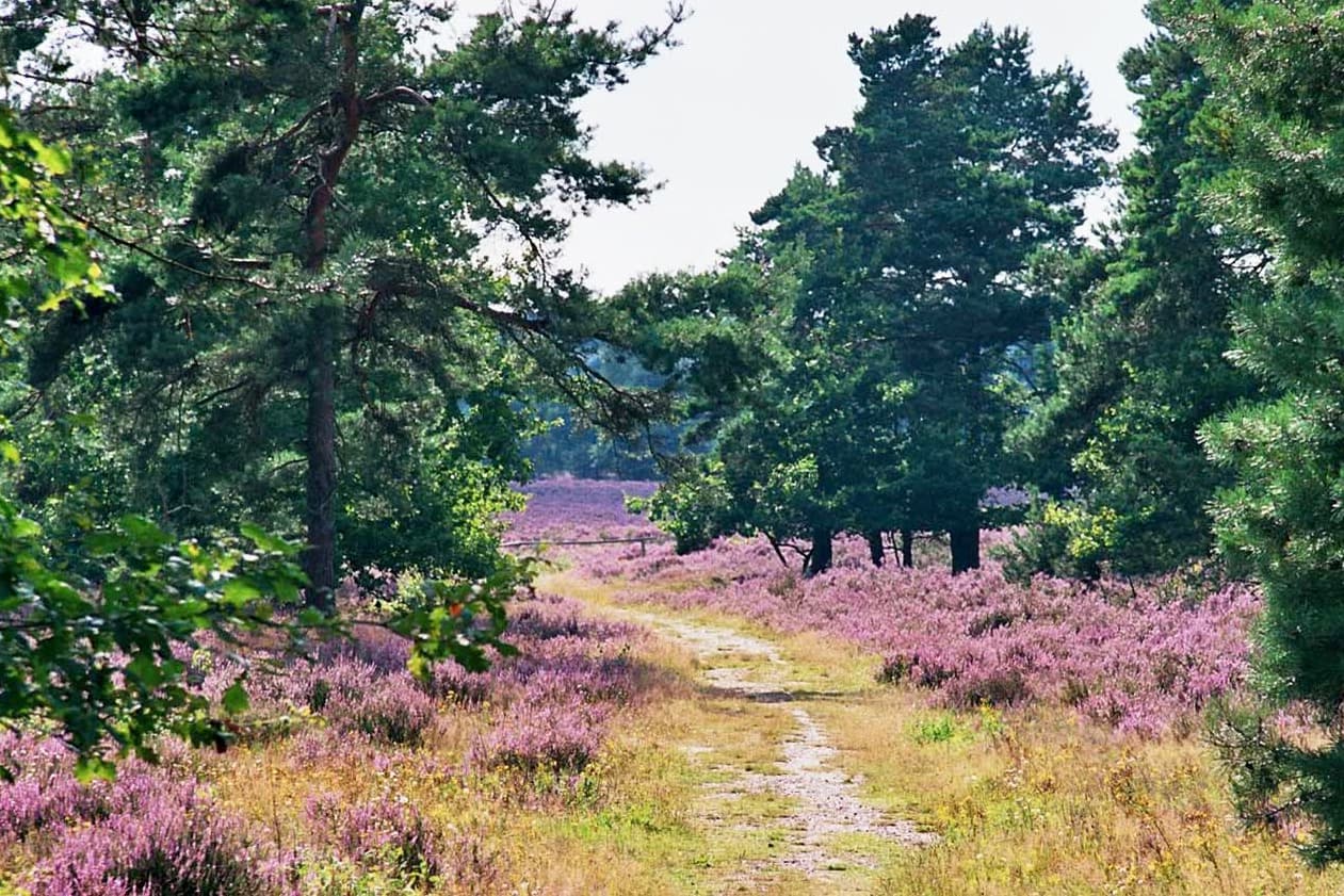 Behringer Heide am Heidschnuckenweg Heideblüte Wandern
