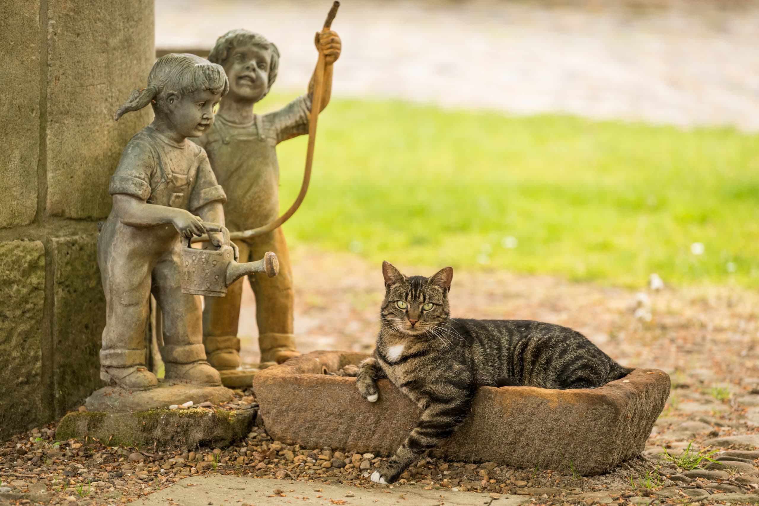 Müden (Örtze) Heidschnuckenweg Wanderweg Lüneburger Heide Katze