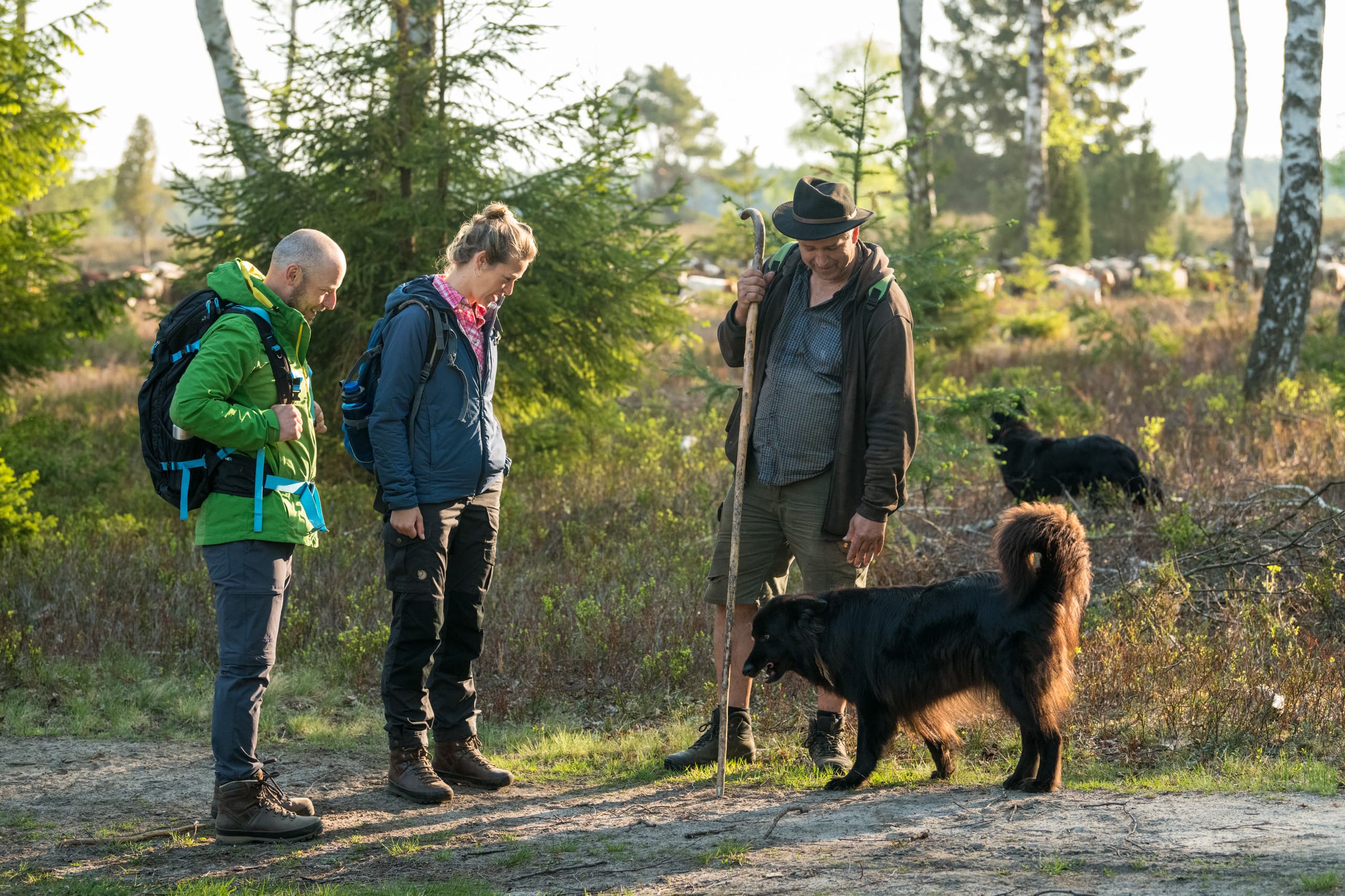 Den Schäfer in der Oberoher Heide treffen auf dem Heidschnuckenweg