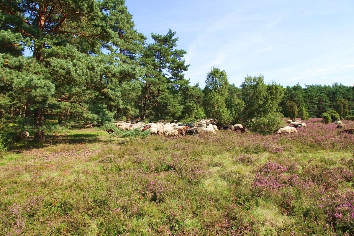 Misselhorner Heide - bei Hermannsburg, Naturpark Südheide