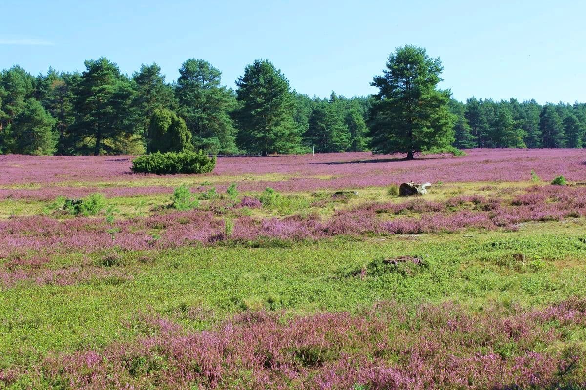 Misselhorner Heide - bei Hermannsburg, Naturpark Südheide