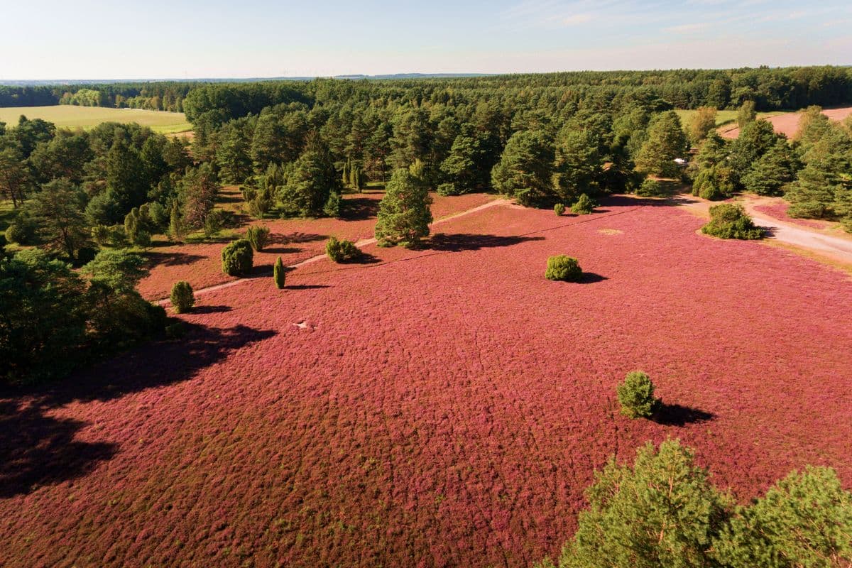 Luftaufnahme der Misselhorner Heide, Hermannsburg, Naturpark Südheide