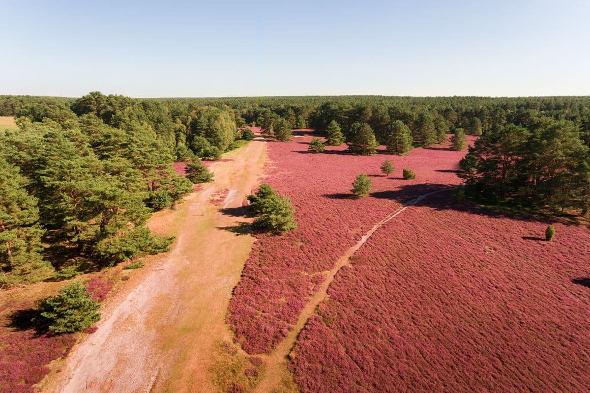 Luftaufnahme der Misselhorner Heide, Hermannsburg, Naturpark Südheide