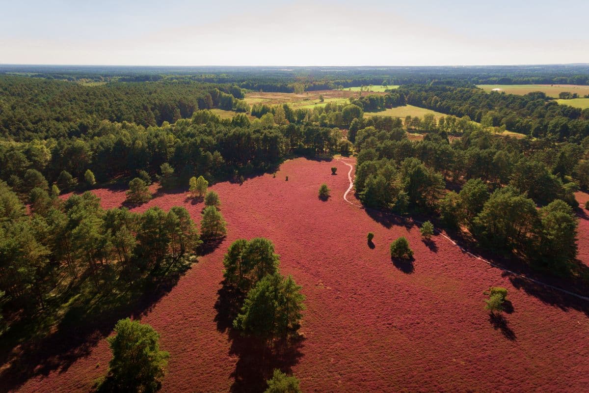 Luftaufnahme der Misselhorner Heide, Hermannsburg, Naturpark Südheide