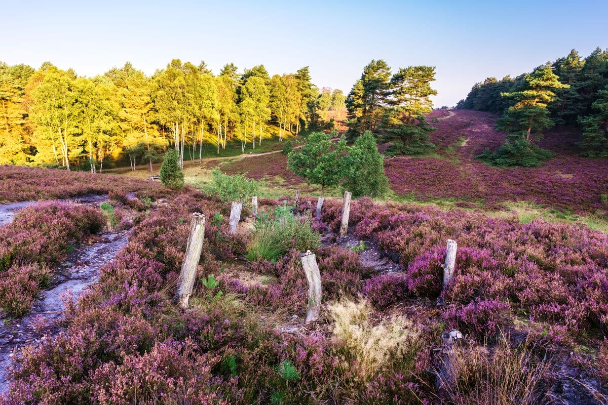 Das Tiefental an der Misselhorner Heide, Hermannsburg, Naturpark Südheide