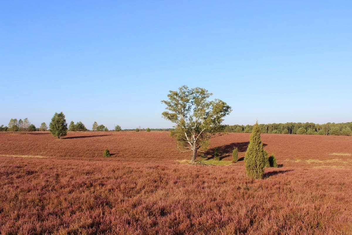 Oberoher Heide bei Müden (Örtze), Naturpark Südheide