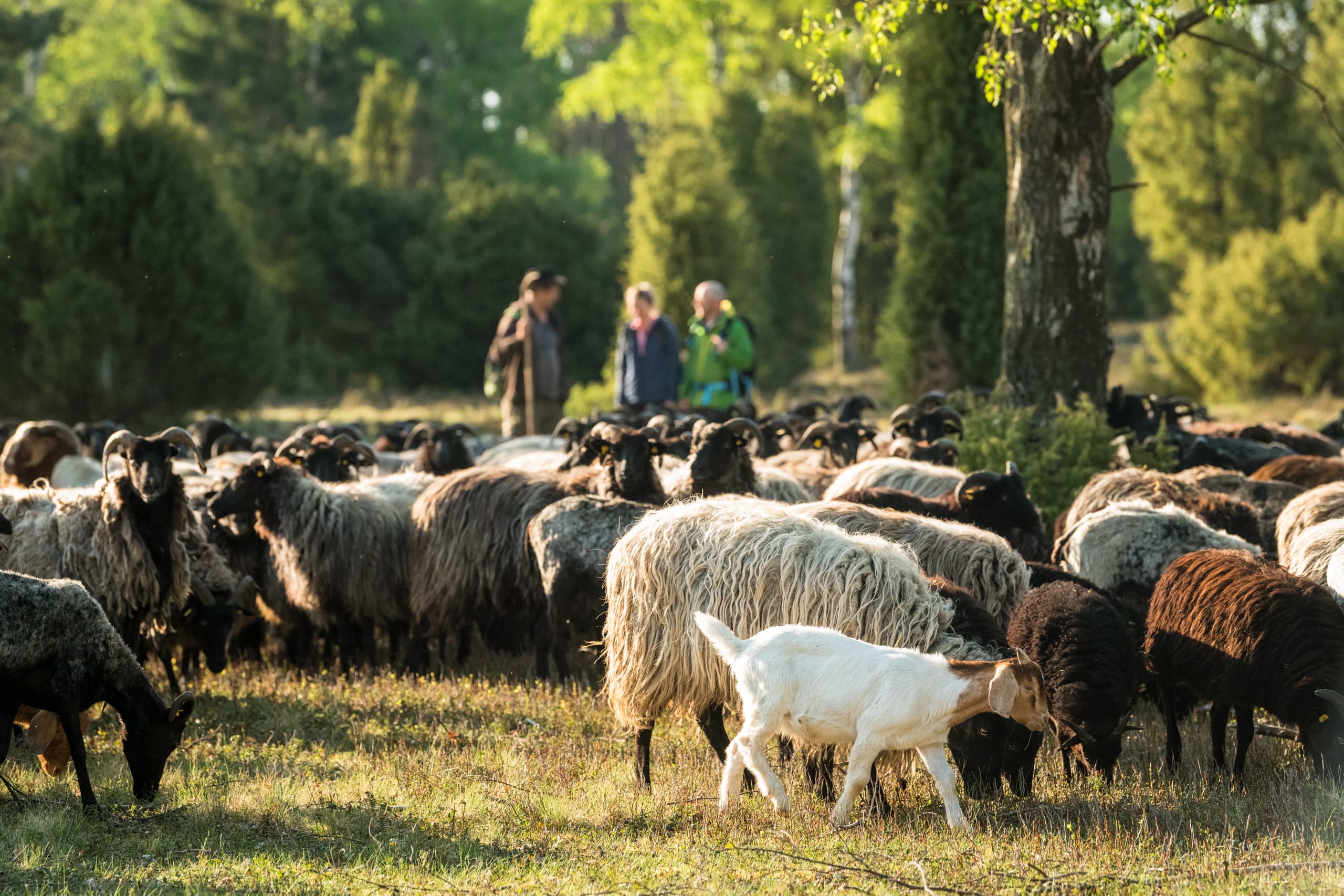 In der Oberoher Heide bei Müden (Örtze)