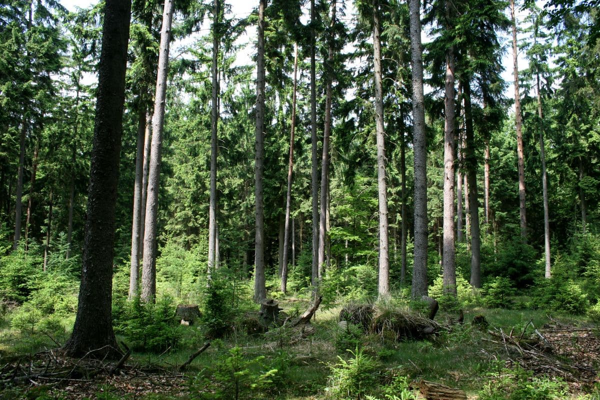 Im Lüßwald
