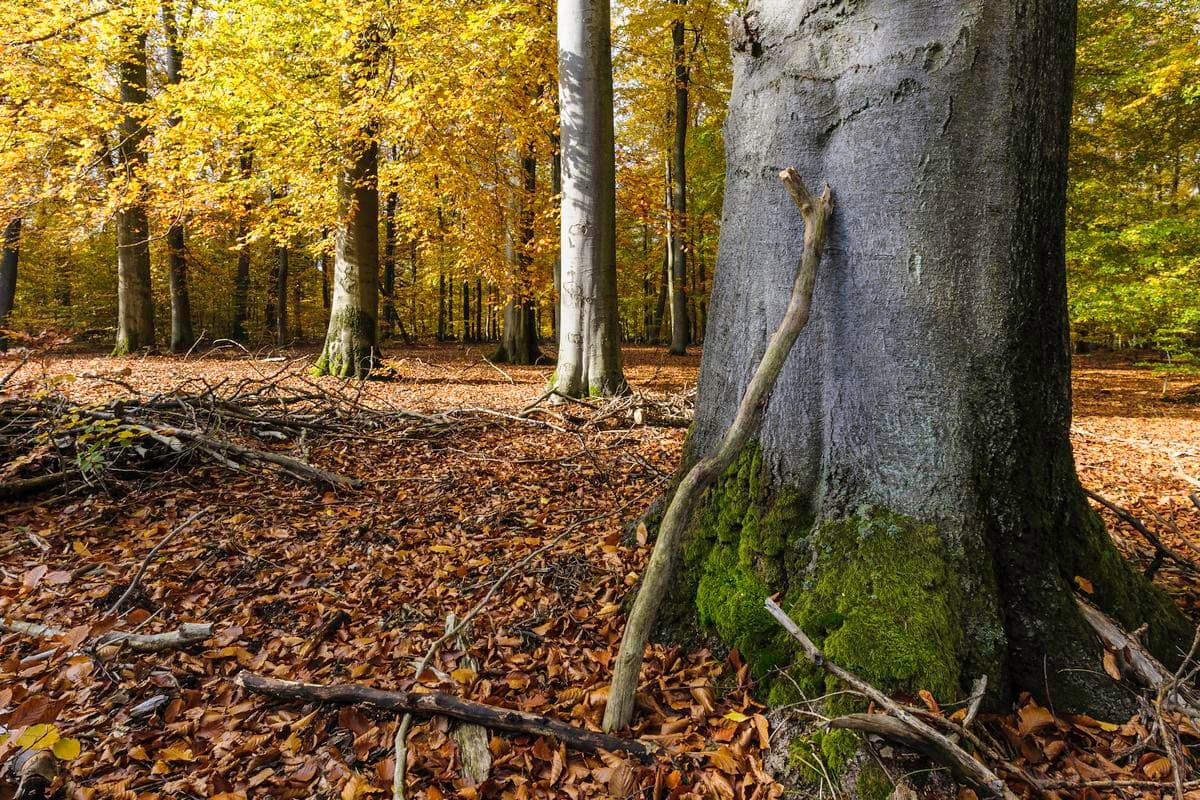 Im Lüßwald bei Unterlüß