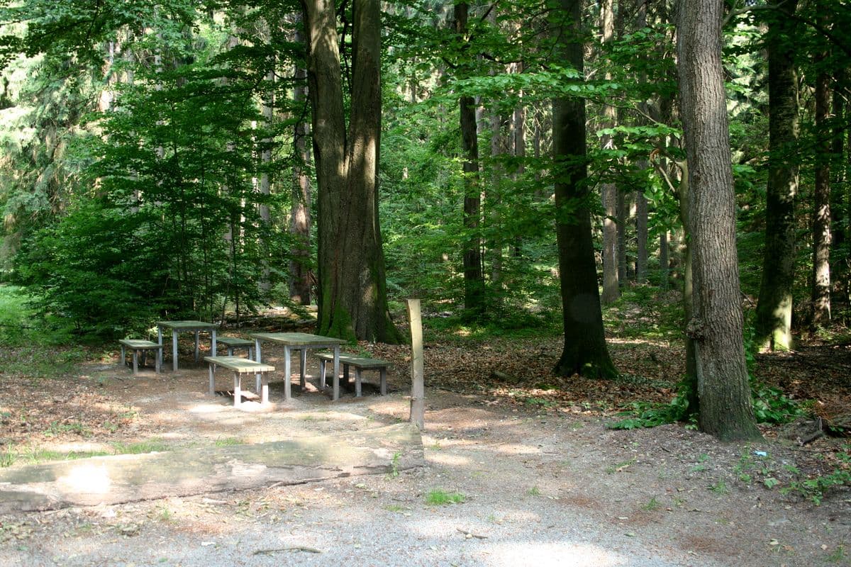 Rastplatz im Lüßwald