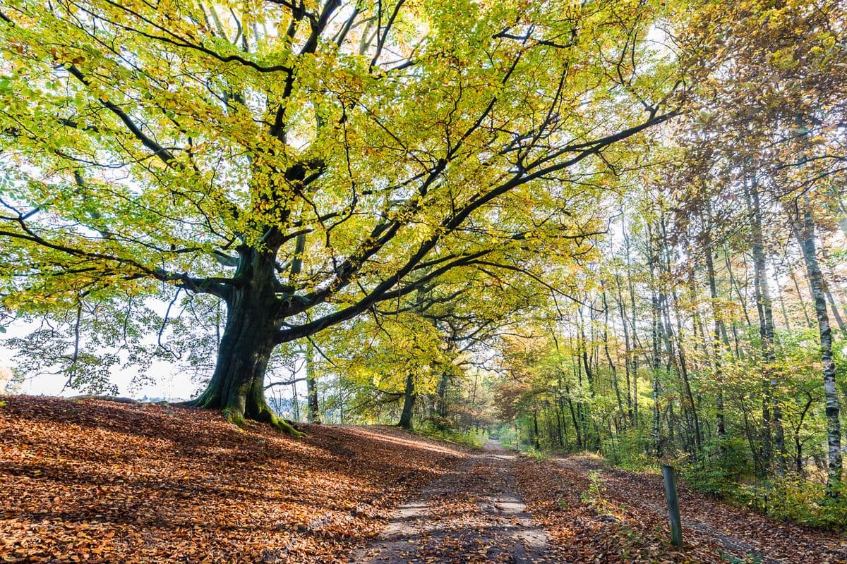 Wanderweg nahe der Wildecker Teiche