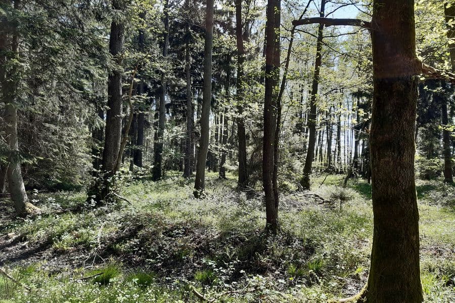 Blaubeeren wachsen gut unter den hohen Kiefern