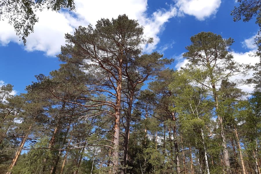 sehr viel Kiefernwald auf dieser Tour