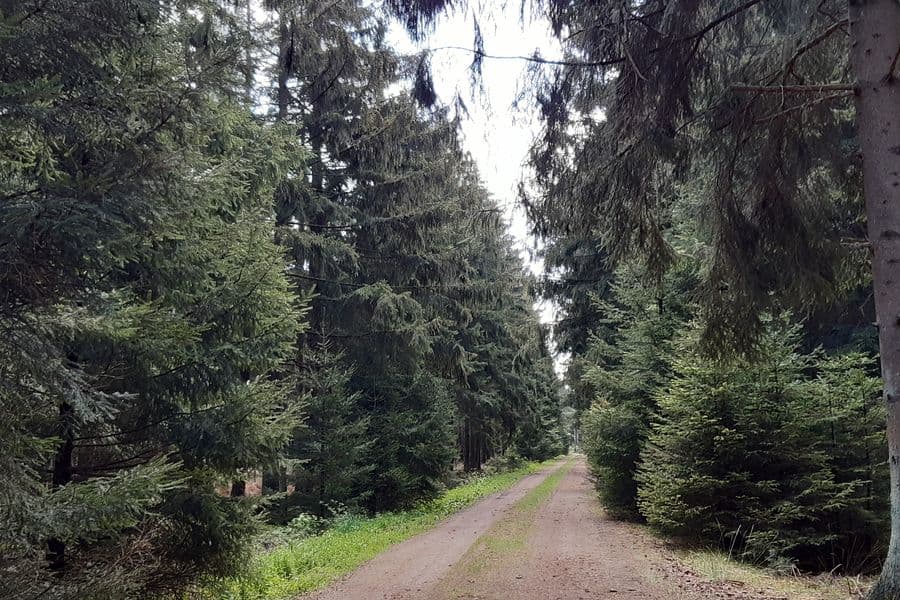 Hauptsächlich Kiefernwald