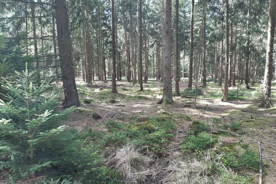 Sehr viel Wald auf dieser Tour