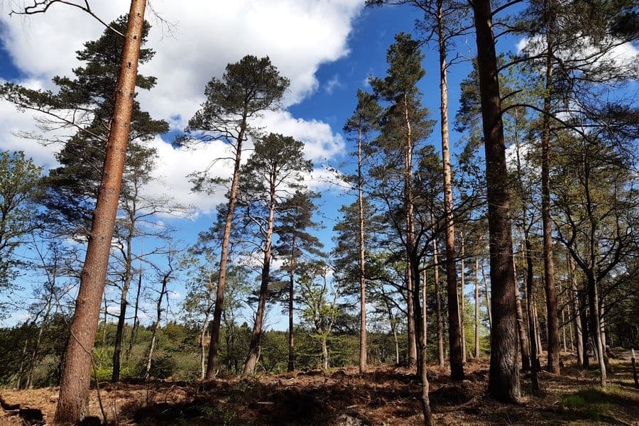 Nur wenige Kiefern sind stehen geblieben