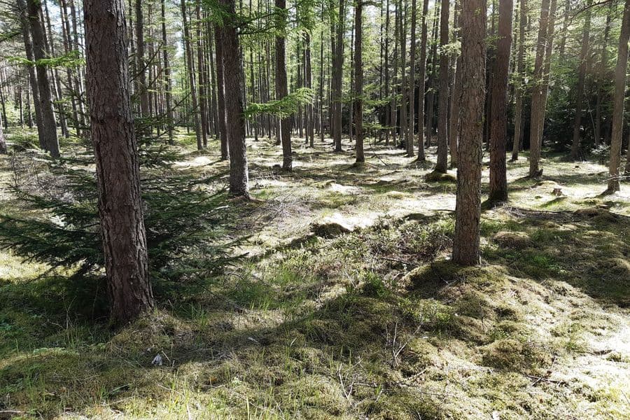Das Moos hat den Boden vollständig bedeckt.