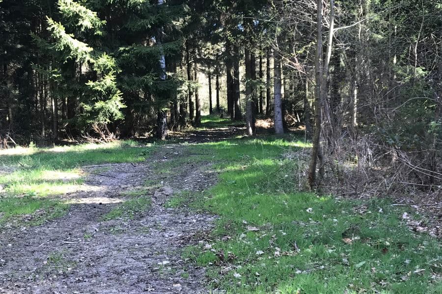 Wald in Altensalzkoth