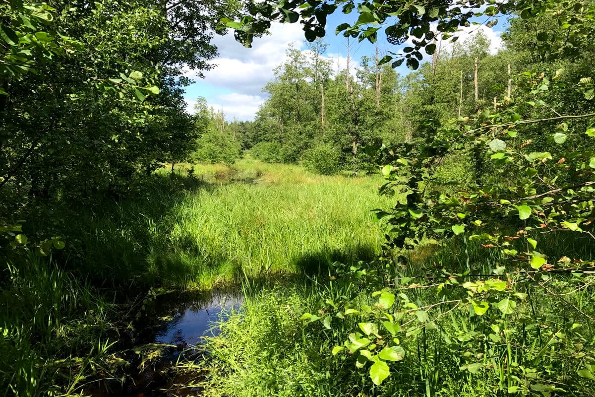 Quellbereich der Lutter