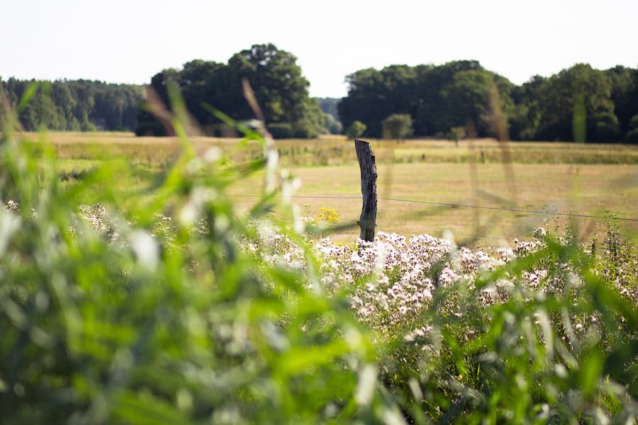 Hornbosteler Hutweide