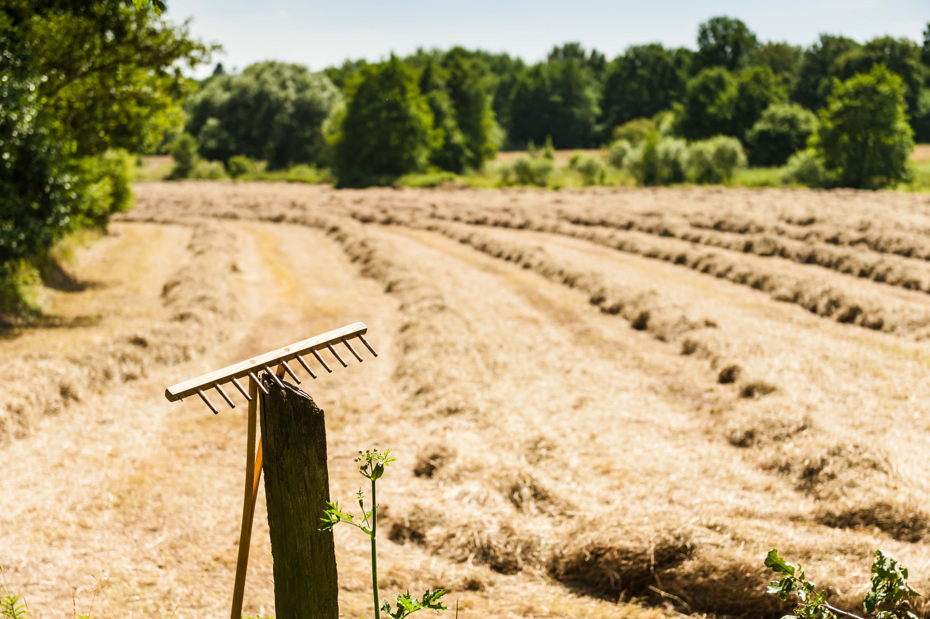 Feld bei Salzhausen Lüneburger Heide