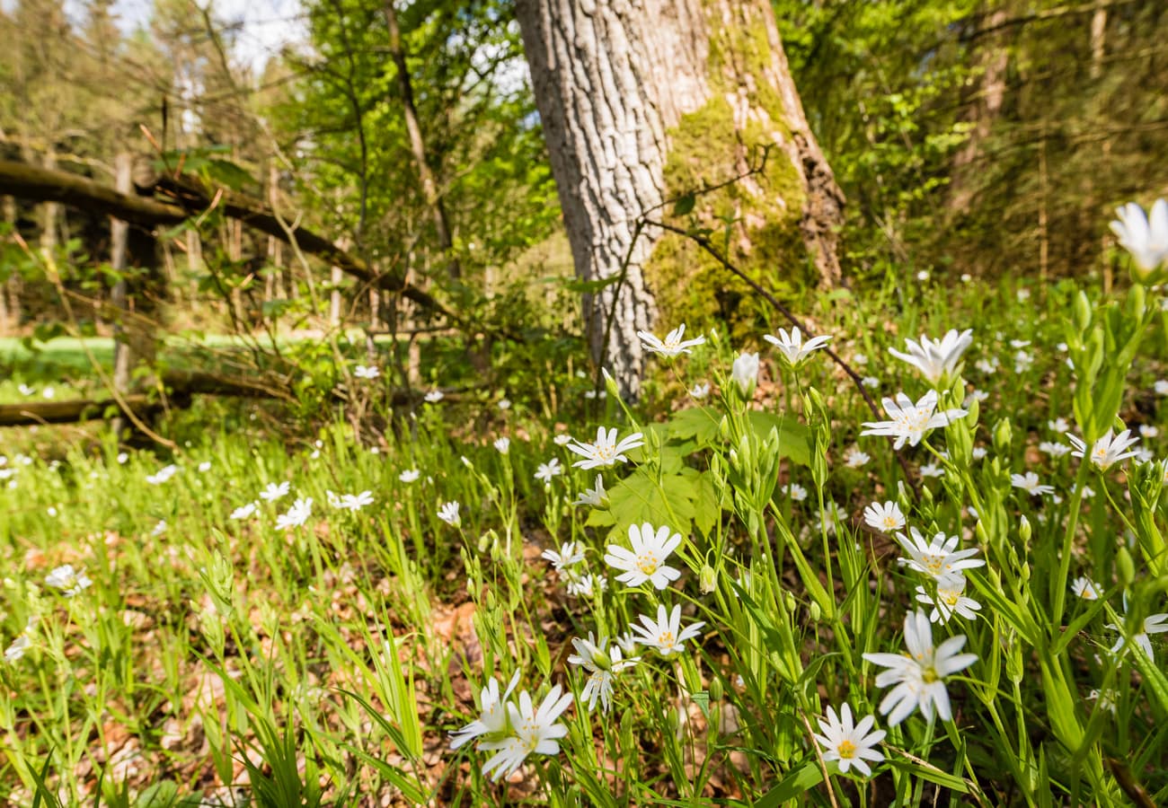 Frühjahrsblüher in der Seeveniederung Lüneburger Heide
