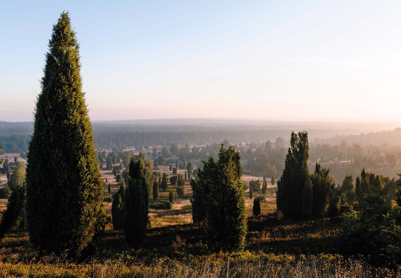 Wilseder Berg im Naturschutzgebiet Lüneburger Heide