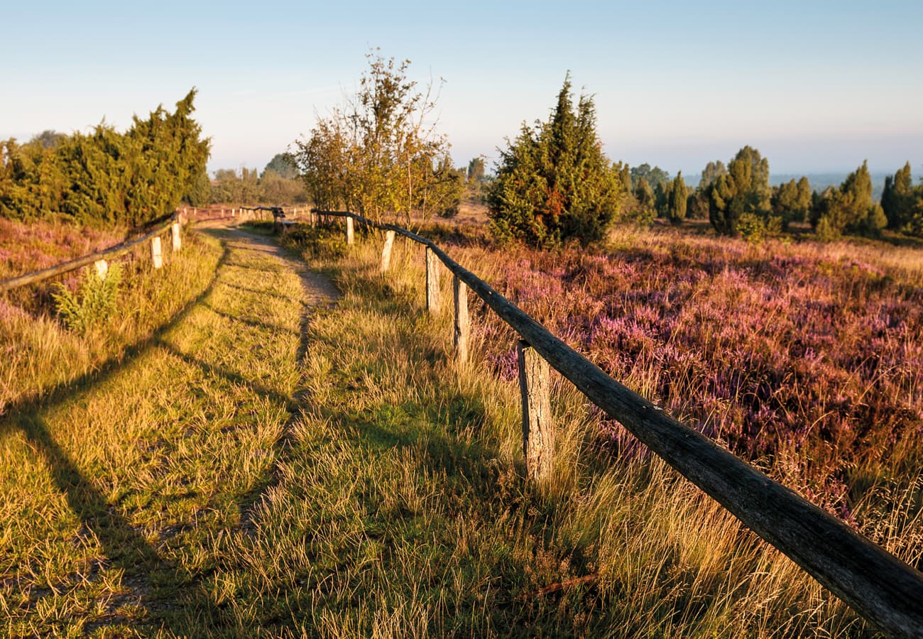 Wilseder Berg im Naturschutzgebiet Lüneburger Heide