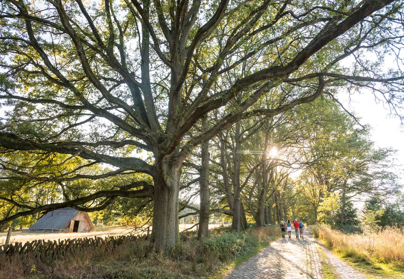 Wanderweg nach Wilsede Naturschutzgebiet Lüneburger Heide Freudenthalweg