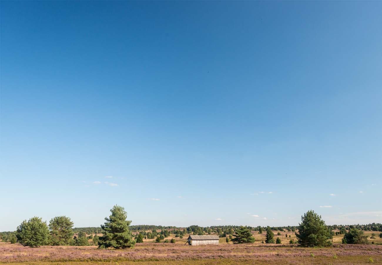 Heidefläche bei Undeloh im Naturschutzgebiet Lüneburger Heide