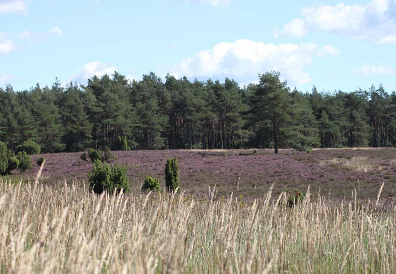 Krelinger Heide zwischen Düshorn und Krelingen in der Lüneburger Heide