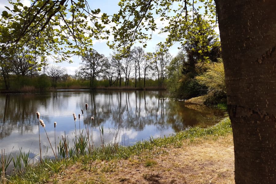 Der Teich lädt zum Träumen ein