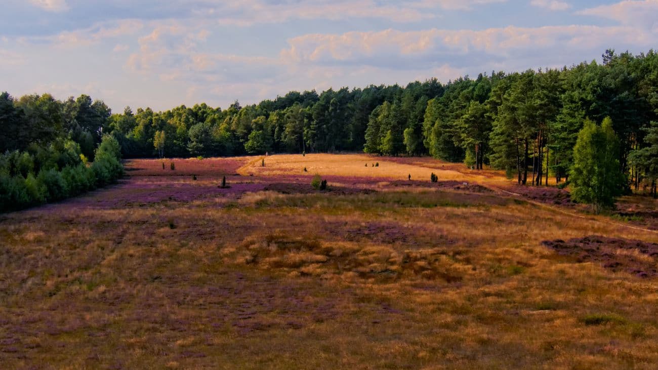 in wietzendorf wächst auch heide