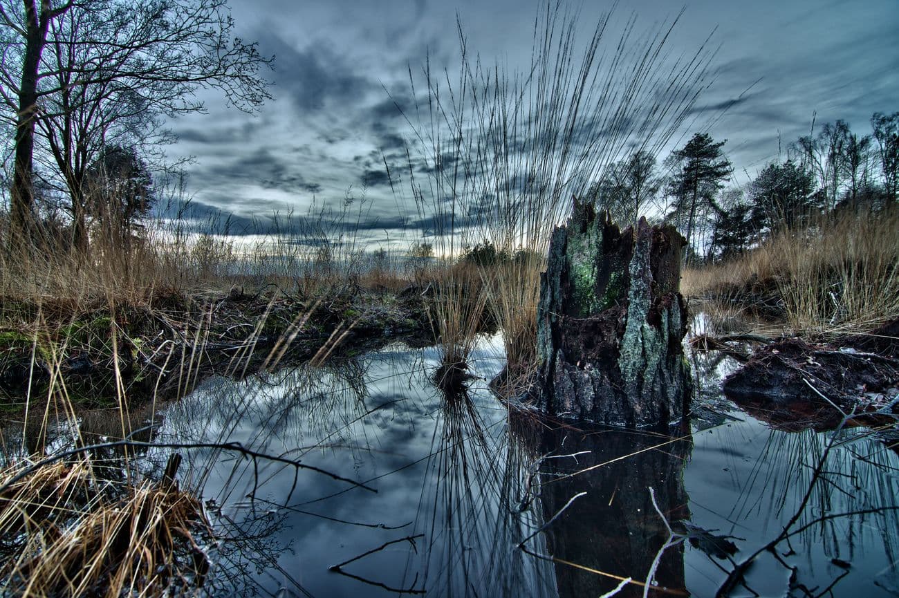 das berühmte pastorenmoor in wietzendorf