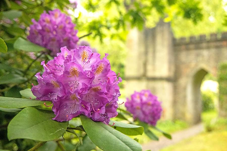 Rhododendron Blüte in Breidings Garten