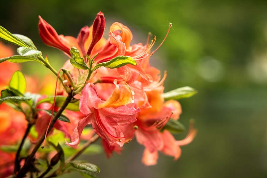 Rhododendron Blüte in Breidings Garten Soltau