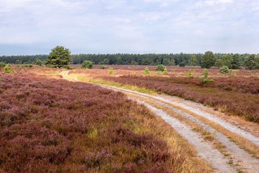 Töps Heide in Hanstedt