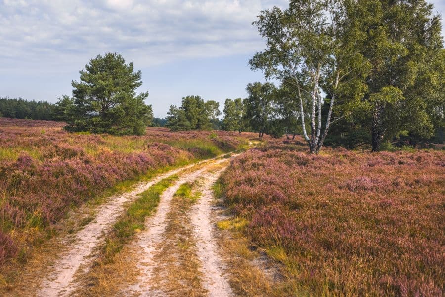 Töps Heide in Hanstedt