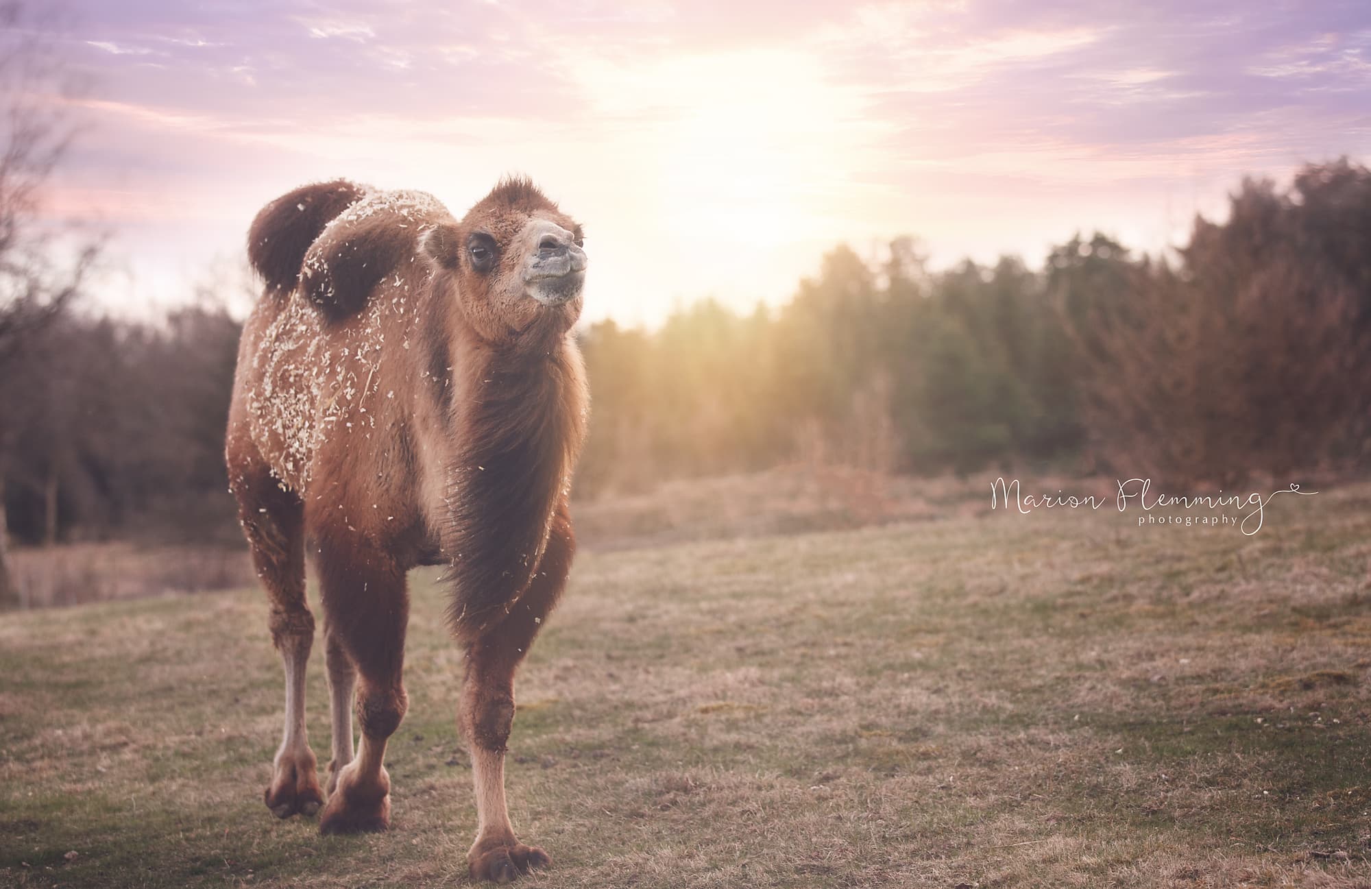 Kamelomi Dolly im Abendlicht auf der Weide
