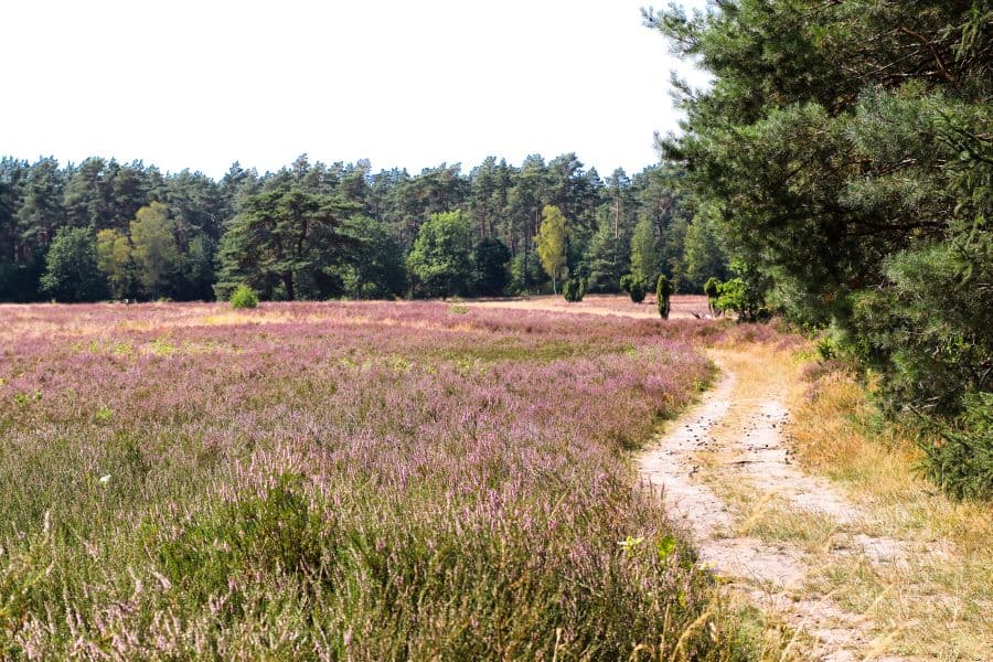 Kronsbergheide in Amelinghausen