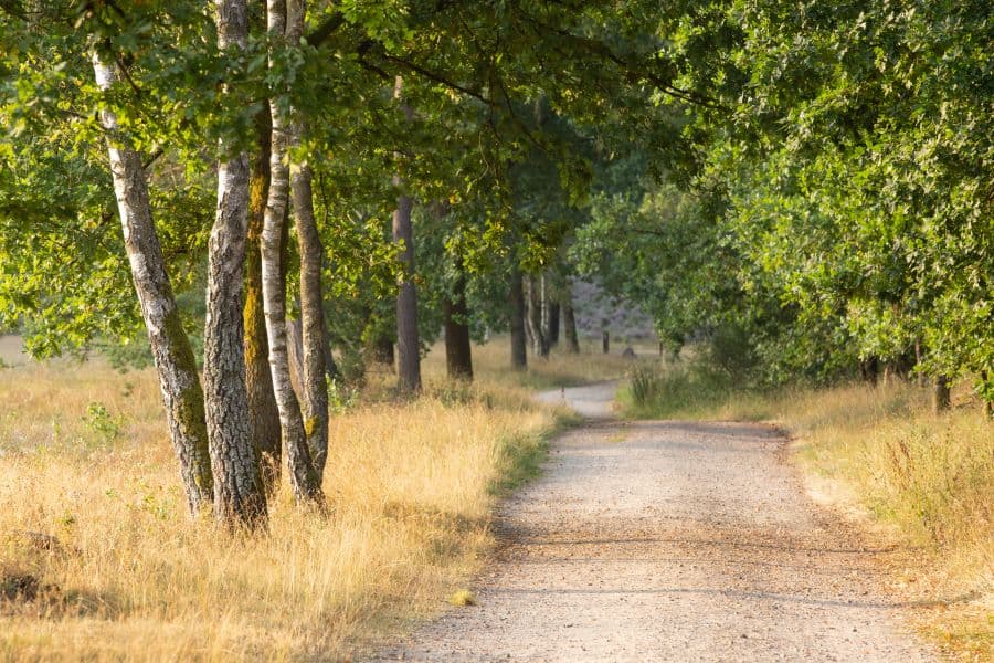 Kronsbergheide in Amelinghausen