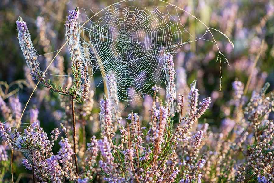 Heideblüte und Spinnennetz in der Lüneburger Heide
