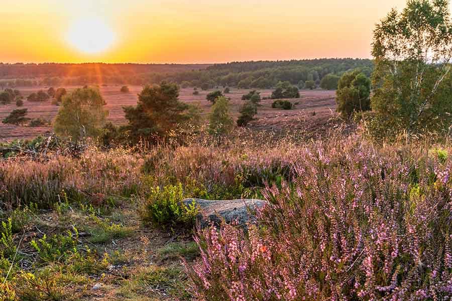 Heideblüte in der Lüneburger Heide