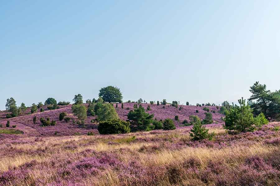 die Heide blüht im August und September in der Lüneburger heide