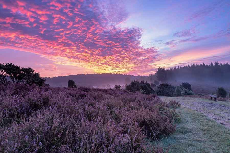 Morgens zur Heideblüte am Totengrund Lüneburger Heide