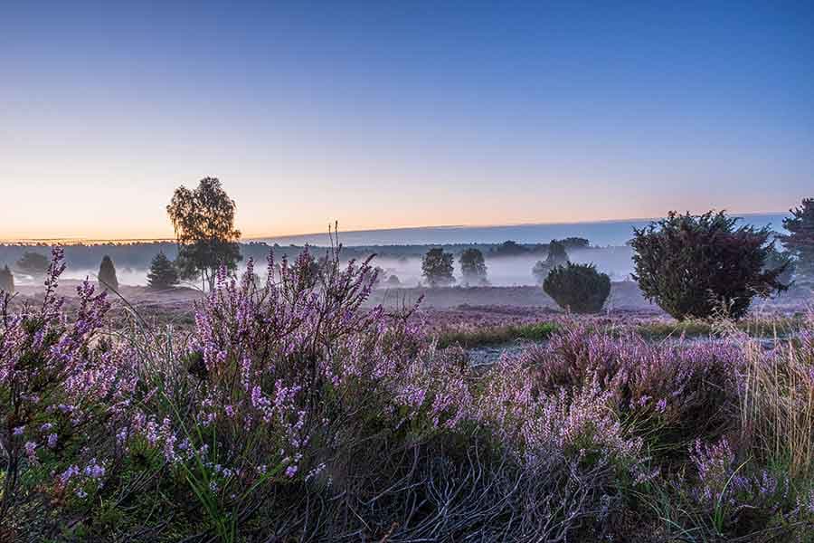 Blütezeit im August und September in der Heide
