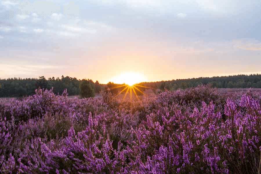 wunderbare Farben während der Blütezeit in der Heide