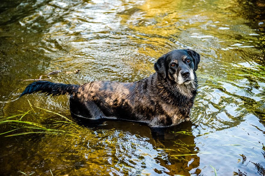 Urlaub mit Hund am See in der Lüneburger Heide